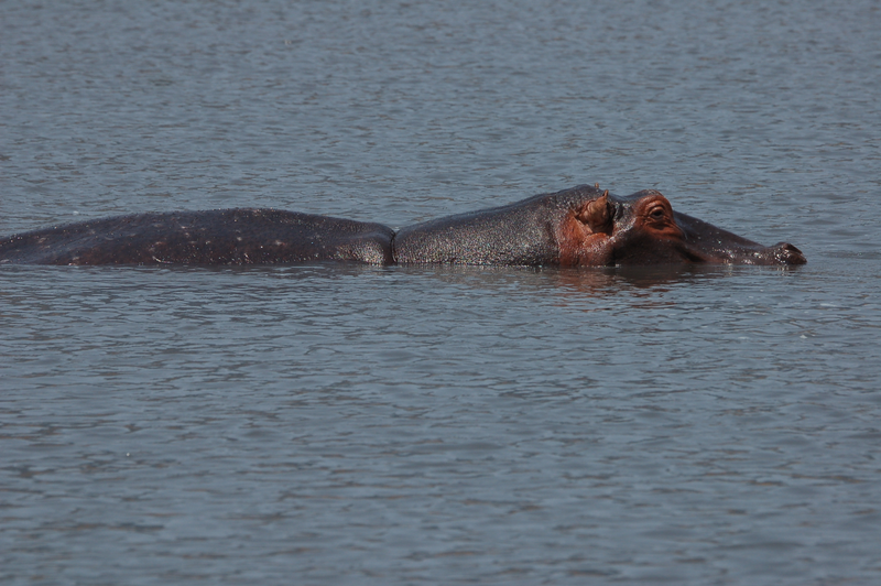 Illustration for article titled Out of Africa. Hungry Hungry Hippos.
